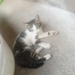 1-3 months Female Mixed Breed Exotic