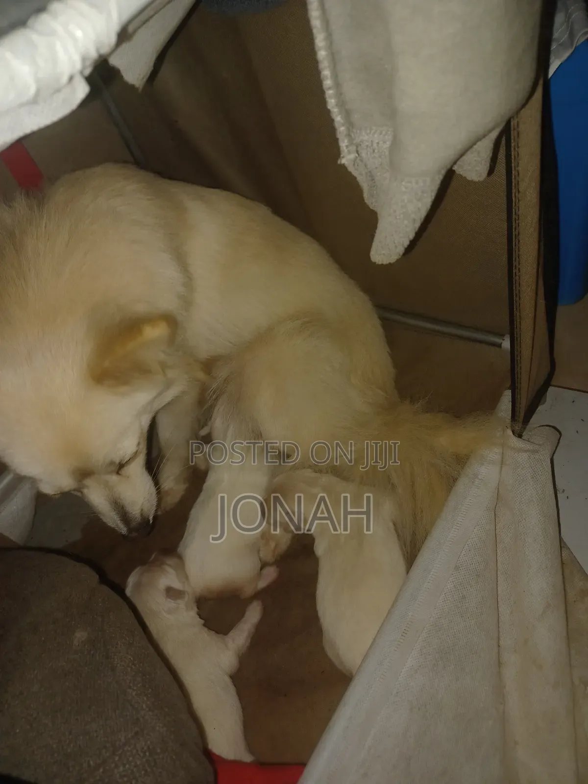 6-12 months Female Mixed Breed Japanese Spitz