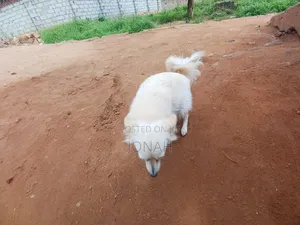 6-12 months Female Mixed Breed Japanese Spitz