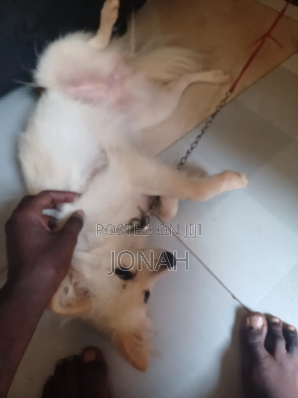 6-12 months Female Mixed Breed Japanese Spitz