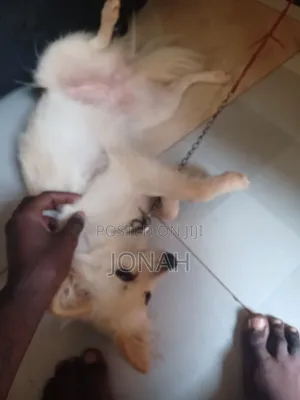 6-12 months Female Mixed Breed Japanese Spitz