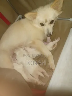 6-12 months Female Mixed Breed Japanese Spitz