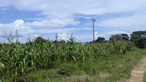 3 Acres for Sale at Katosi
