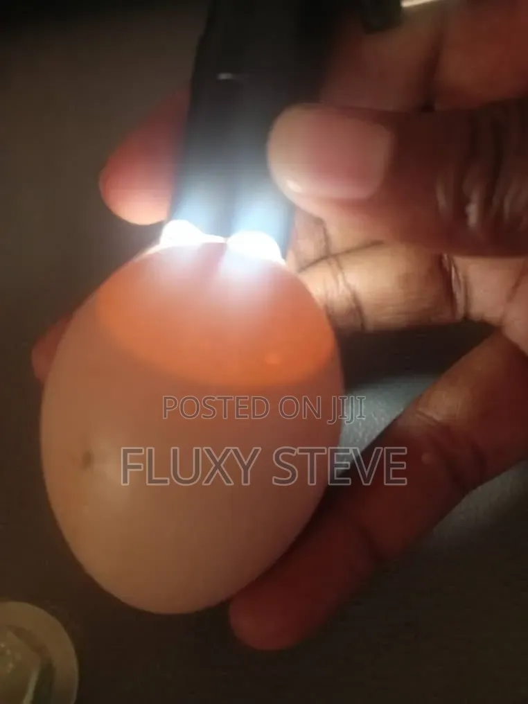 Chinese Red Incubator