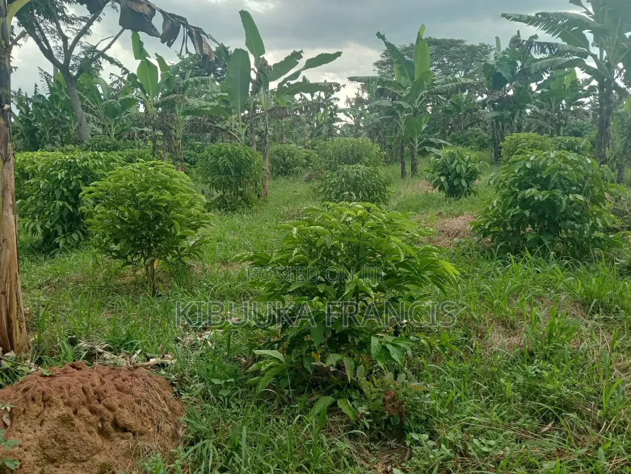 300 Acres of Land for Lease
