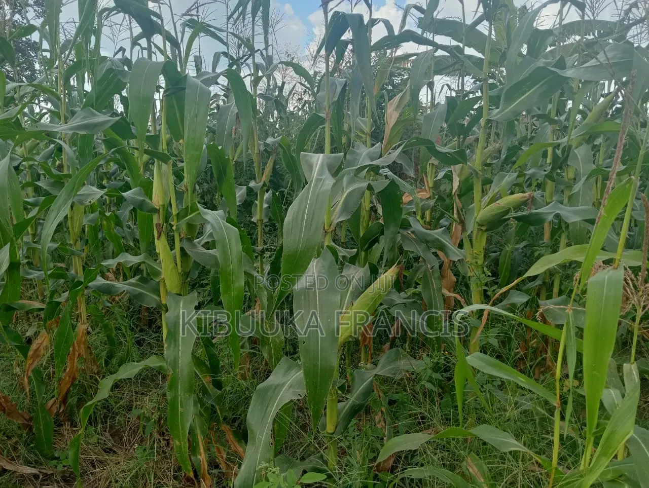 300 Acres of Land for Lease