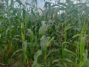300 Acres of Land for Lease