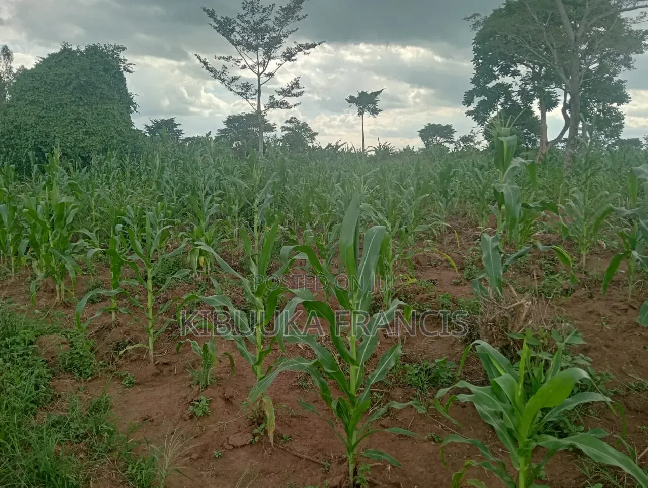 300 Acres of Land for Lease