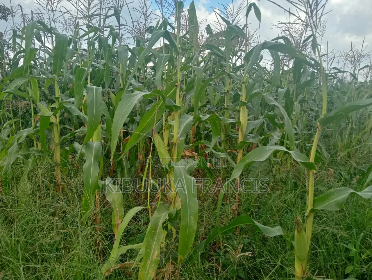 300 Acres of Land for Lease