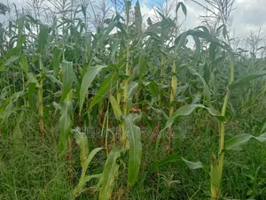300 Acres of Land for Lease