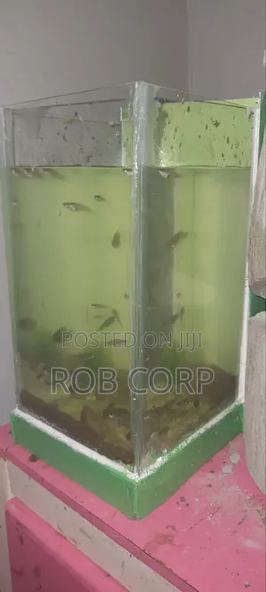 Aquarium With Fish