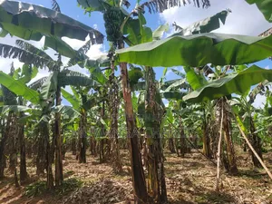 15decimals for Sale in Bukoto