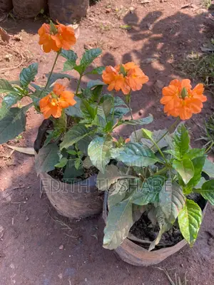 Compound Designing Flowers For Sell
