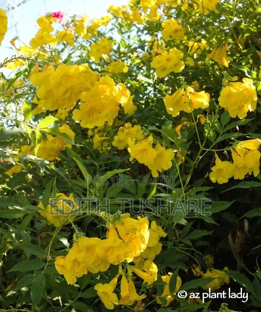 Compound Designing Flowers For Sell