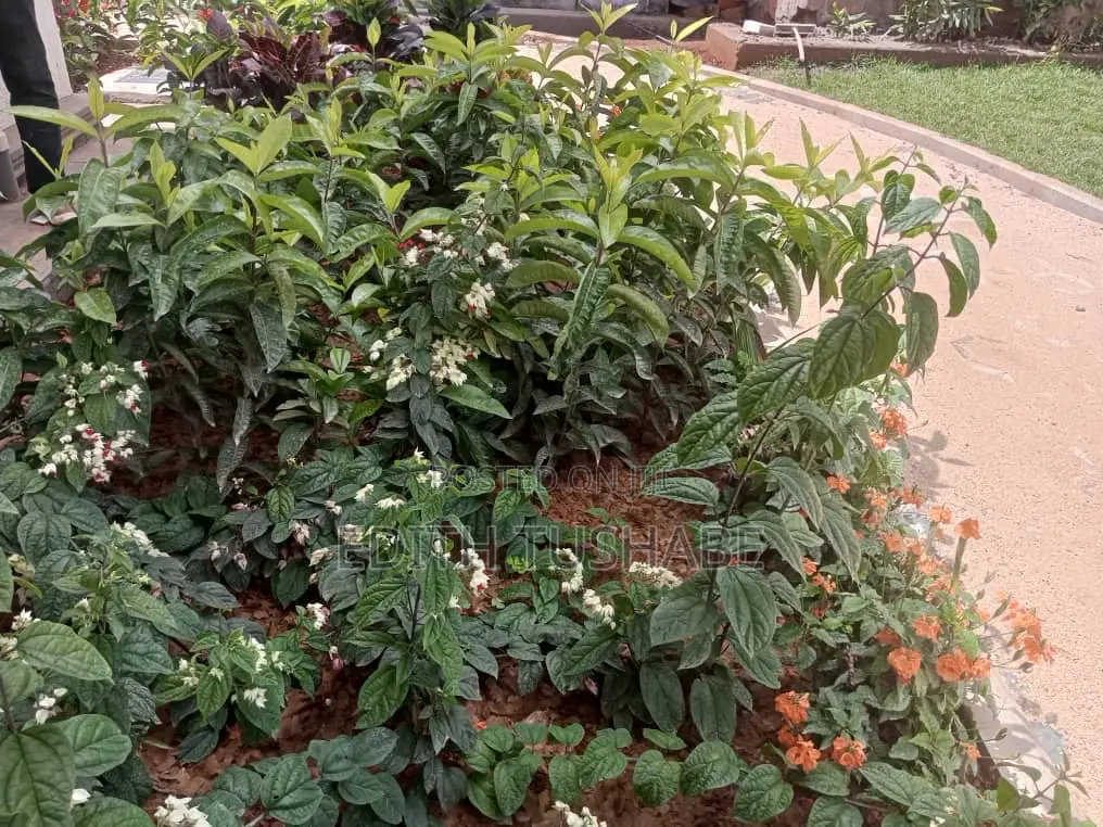 Compound Designing Flowers For Sell