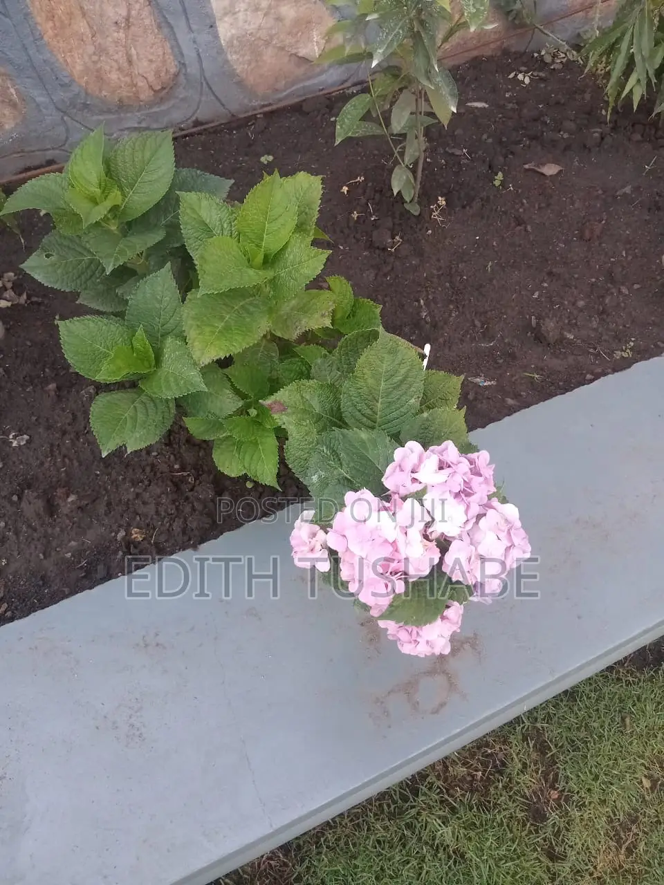 Compound Designing Flowers For Sell
