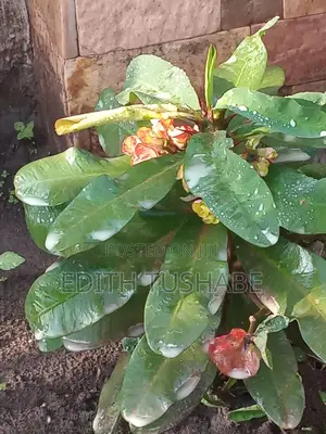 Compound Designing Flowers For Sell