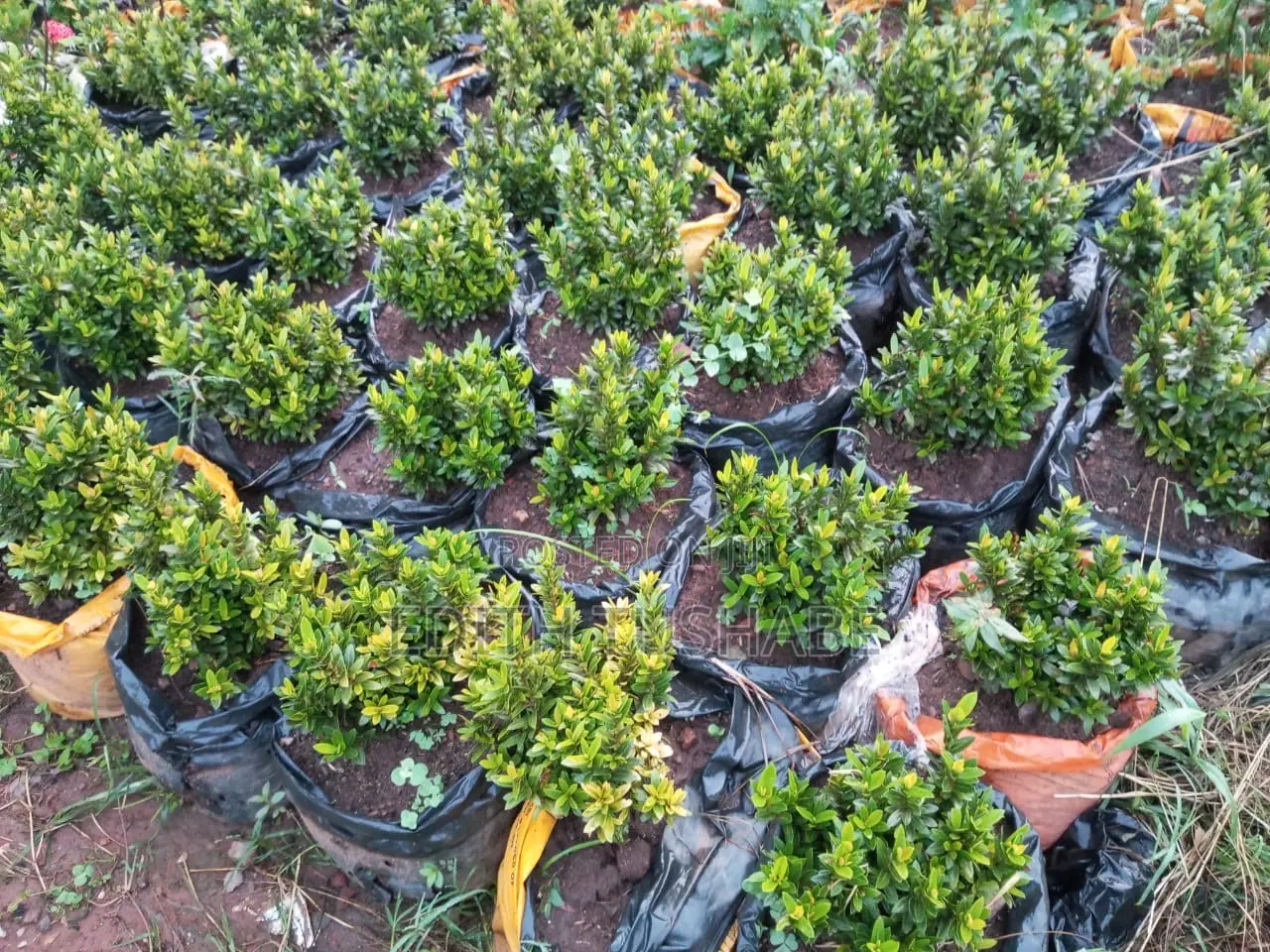 Compound Designing Flowers For Sell