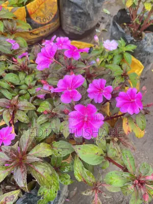 Garden Design Flowers For Sell