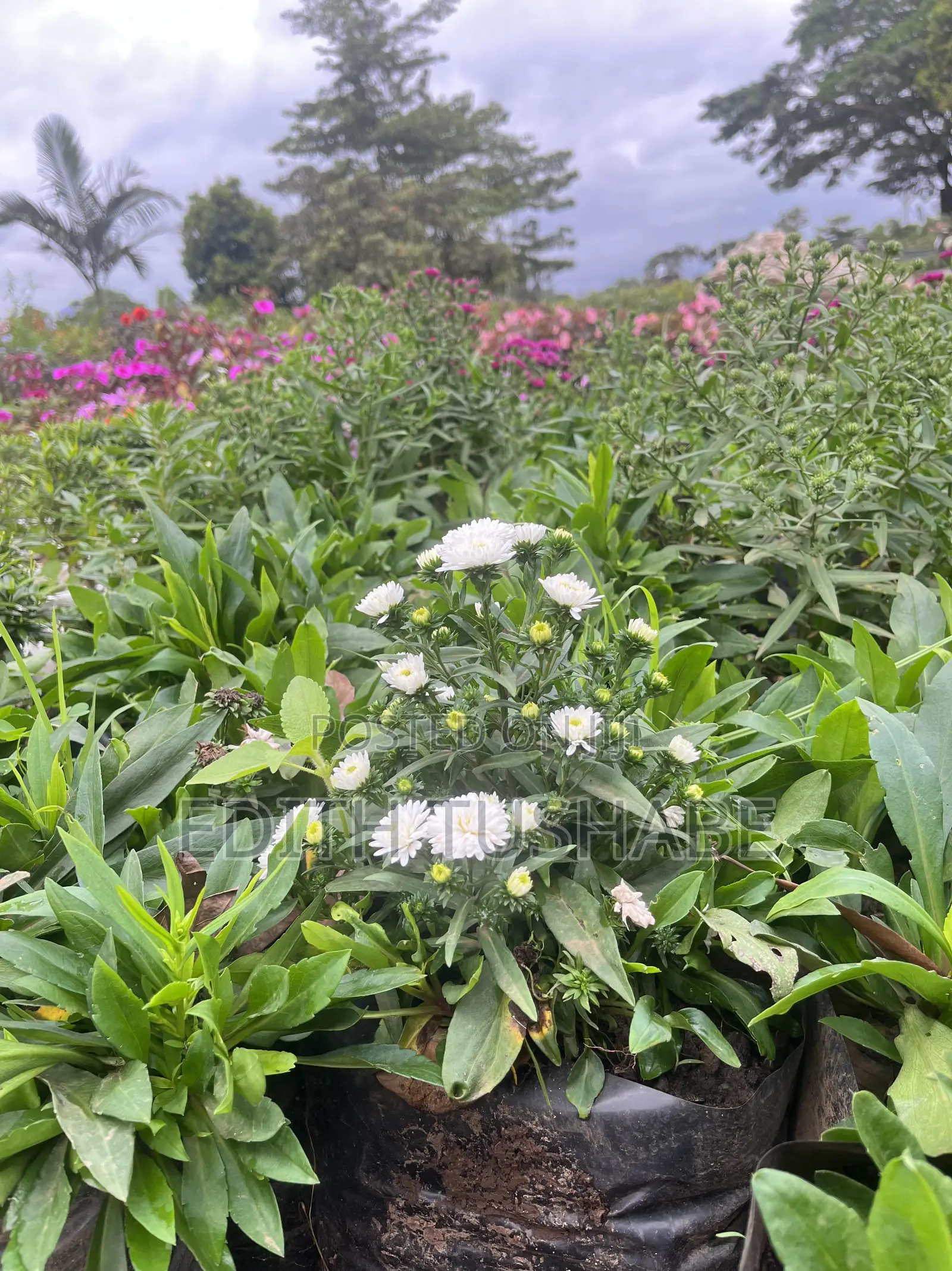 Garden Design Flowers For Sell