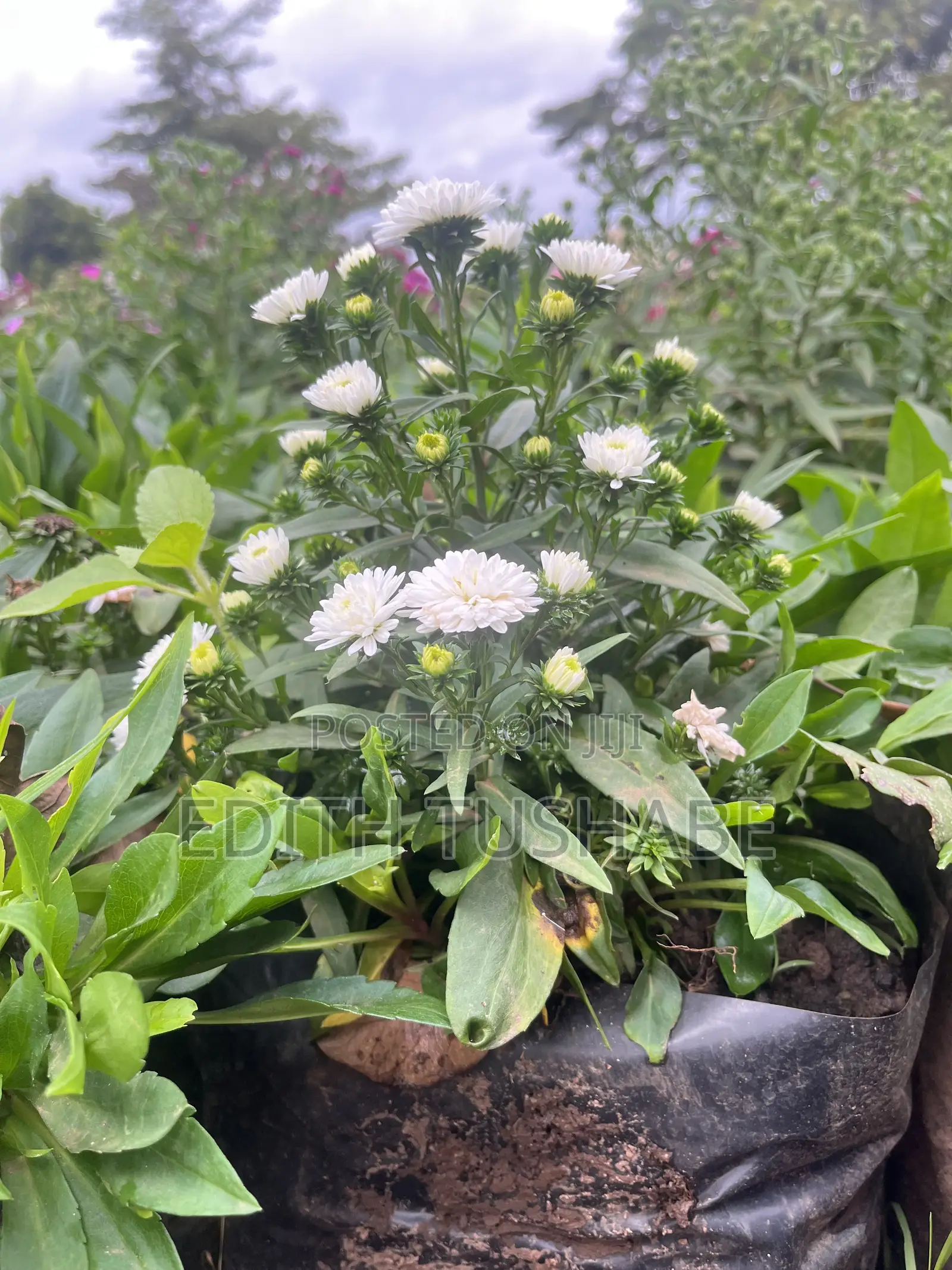 Garden Design Flowers For Sell