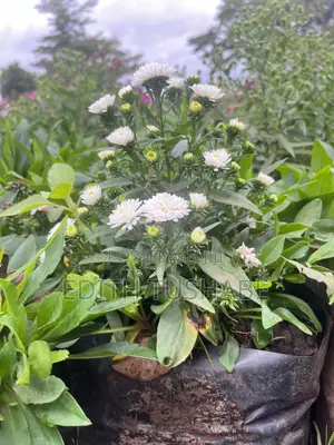 Garden Design Flowers For Sell