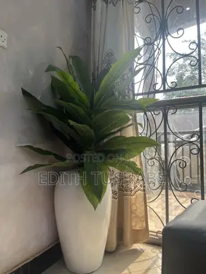 Home /Office Space Decoration