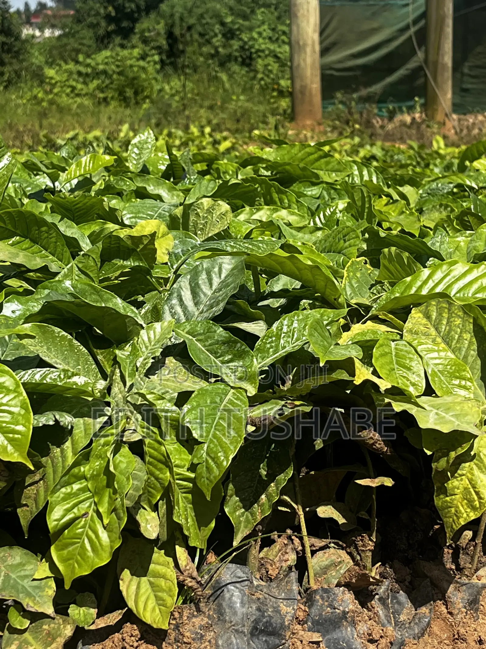 Coffee Seedings