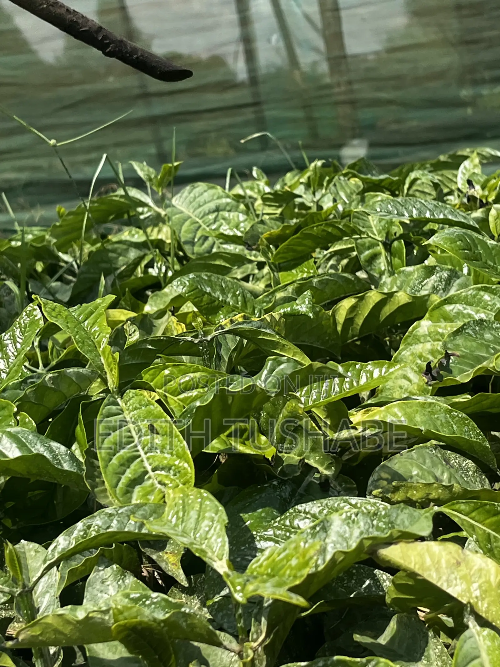 Coffee Seedings