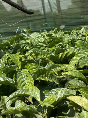 Coffee Seedings
