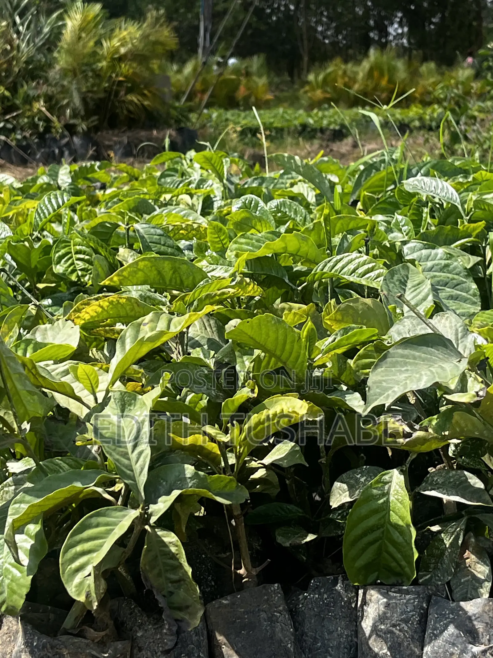 Coffee Seedings