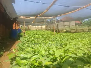 Coffee Seedlings