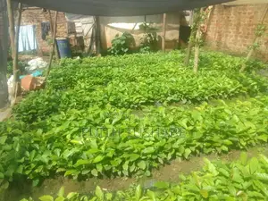 Coffee Seedlings