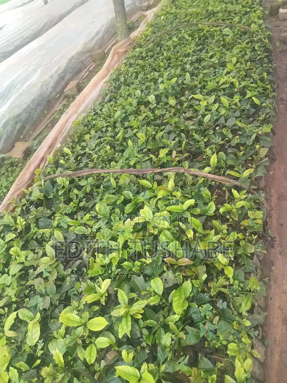 Coffee Seedlings