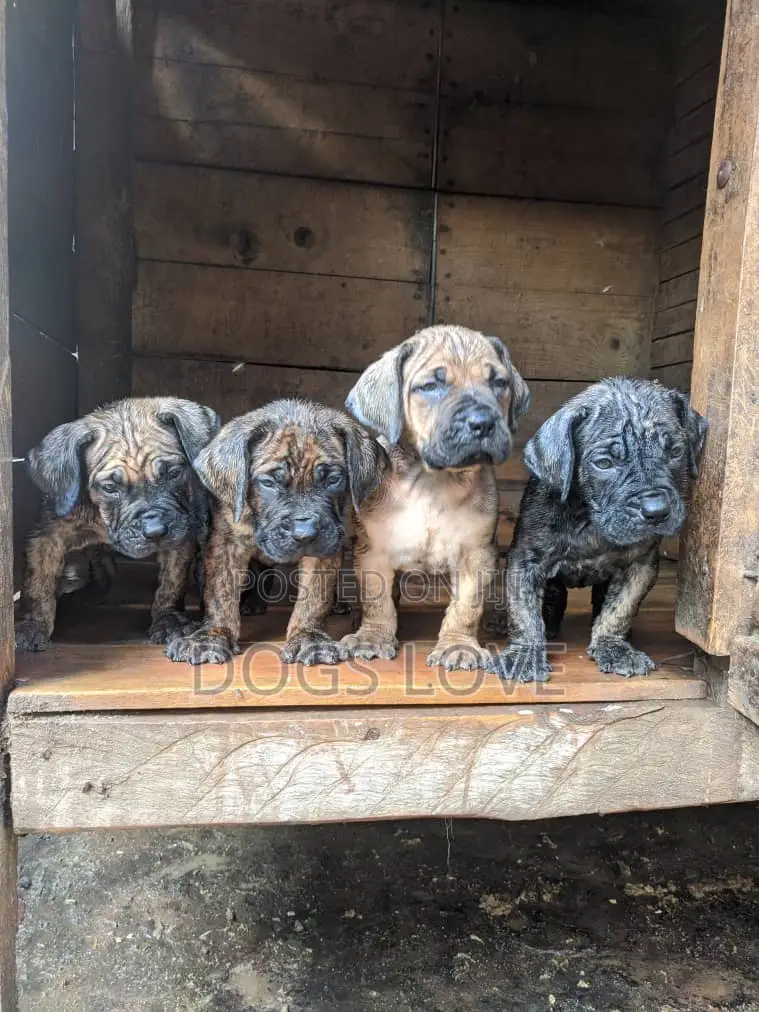 1-3 months Male Purebred Mastiff