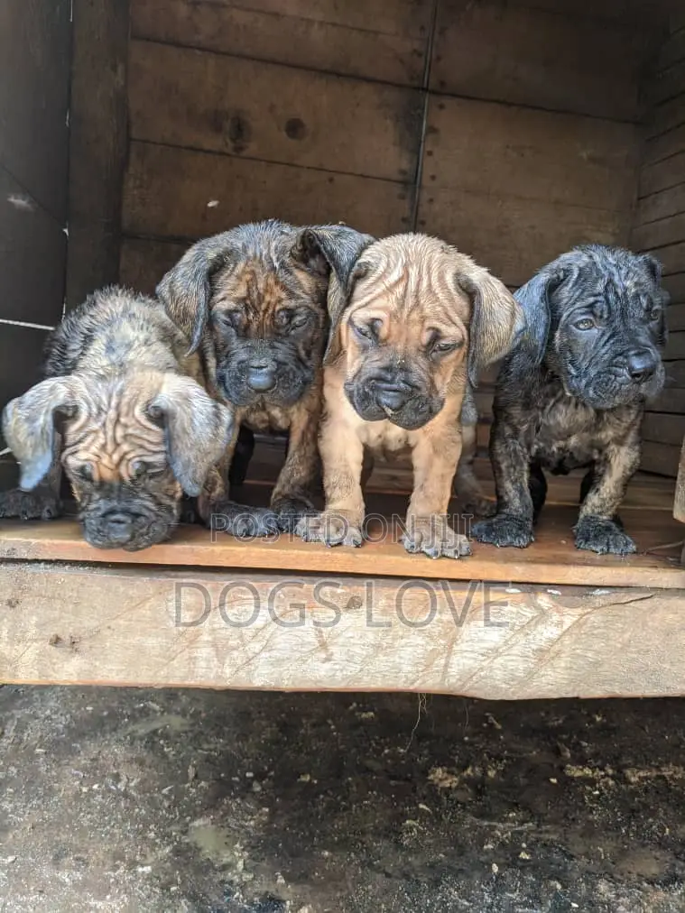 1-3 months Male Purebred Mastiff