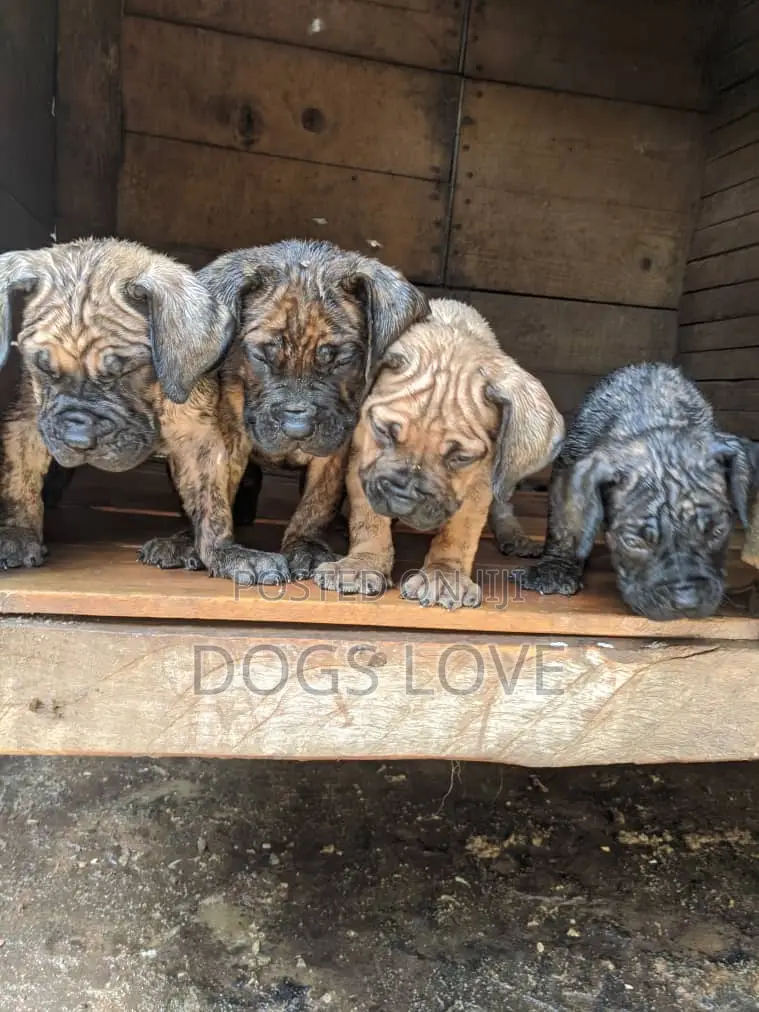 1-3 months Male Purebred Mastiff