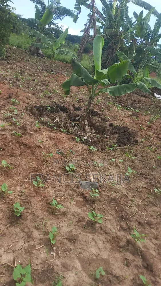 0.5acres Of Titled Land For Sale In Busunju Sebobo
