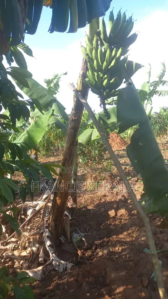 0.5acres Of Titled Land For Sale In Busunju Sebobo
