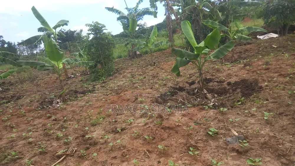 0.5acres Of Titled Land For Sale In Busunju Sebobo
