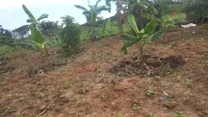 0.5acres Of Titled Land For Sale In Busunju Sebobo
