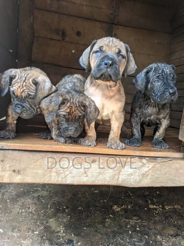 1-3 months Female Purebred Mastiff