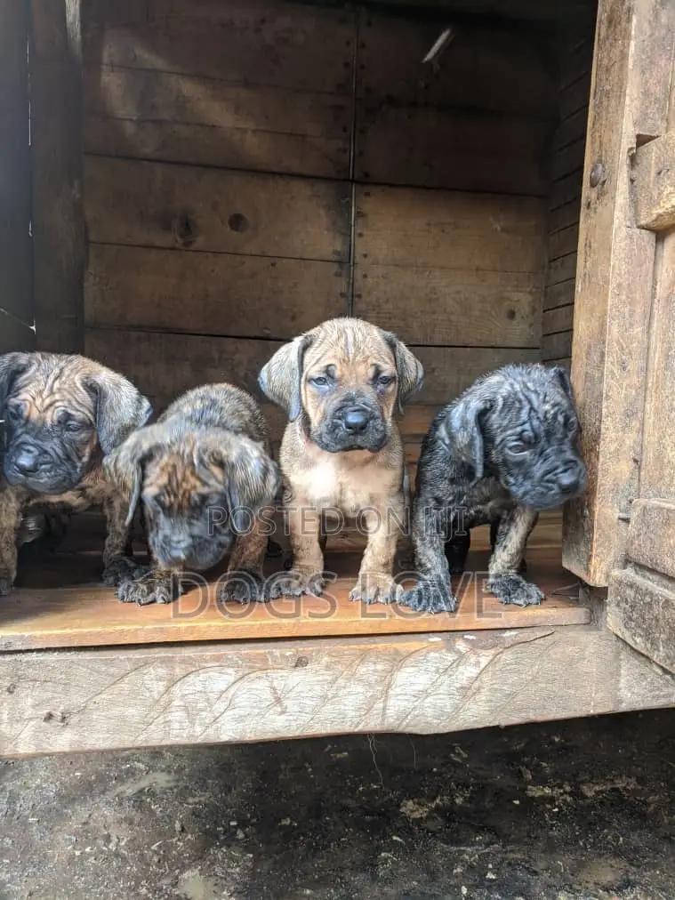 1-3 months Female Purebred Mastiff