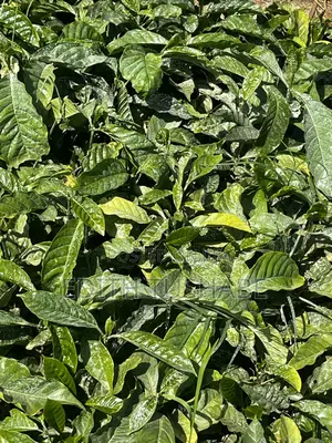 Coffee Seedlings