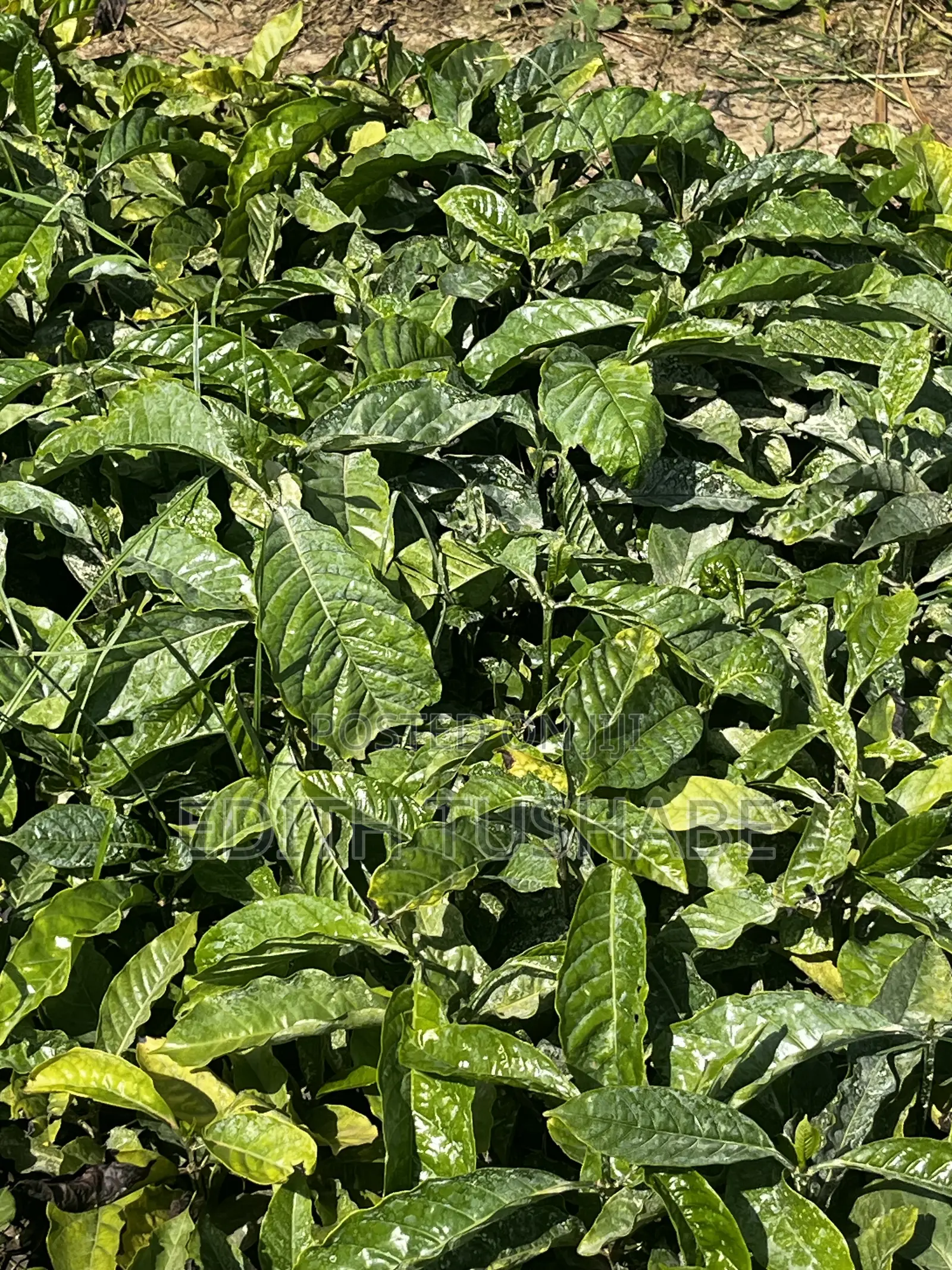 Coffee Seedlings