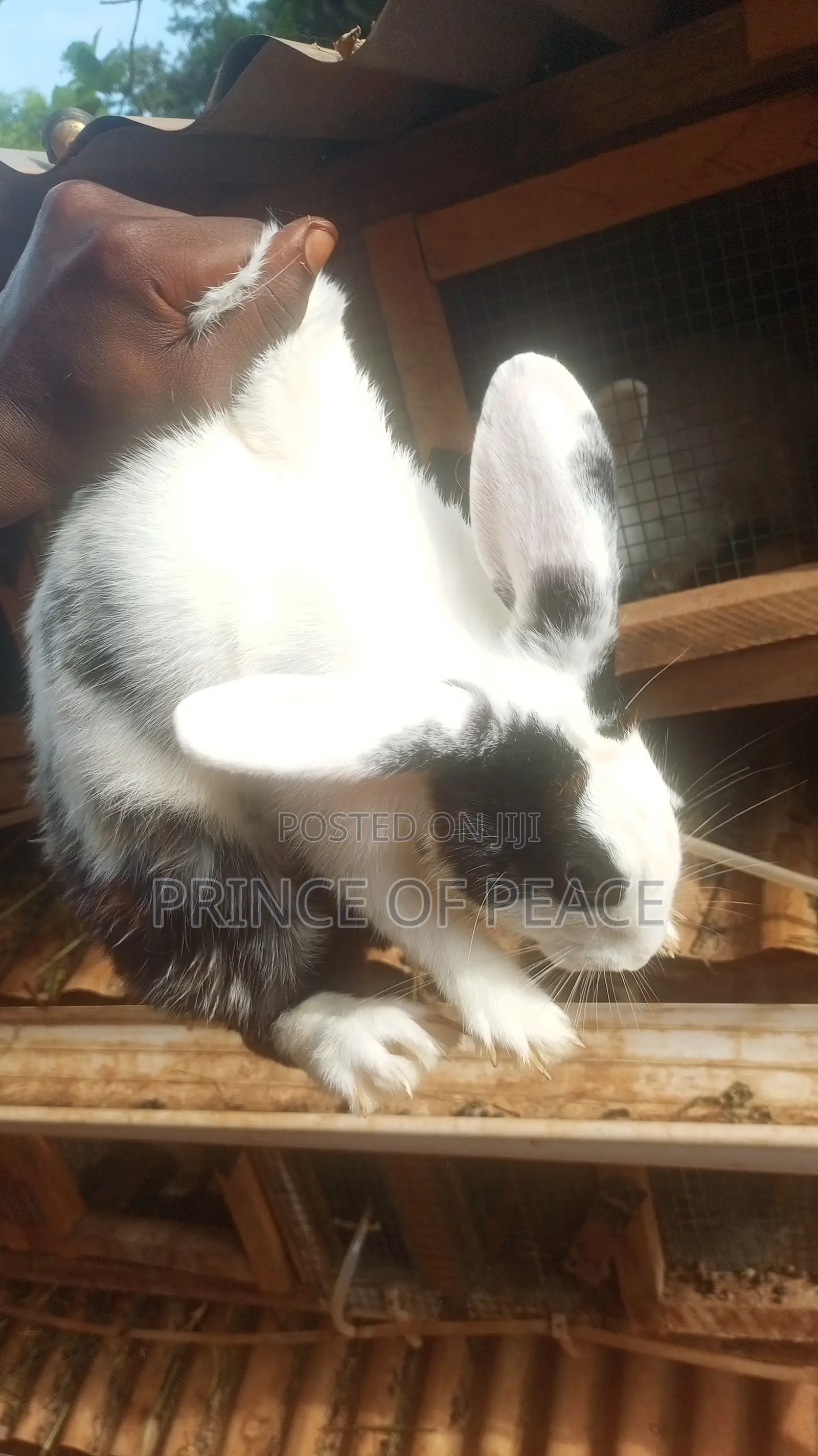 Local Rabbits
