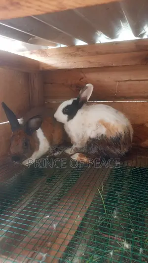 Local Rabbits