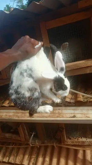 Local Rabbits
