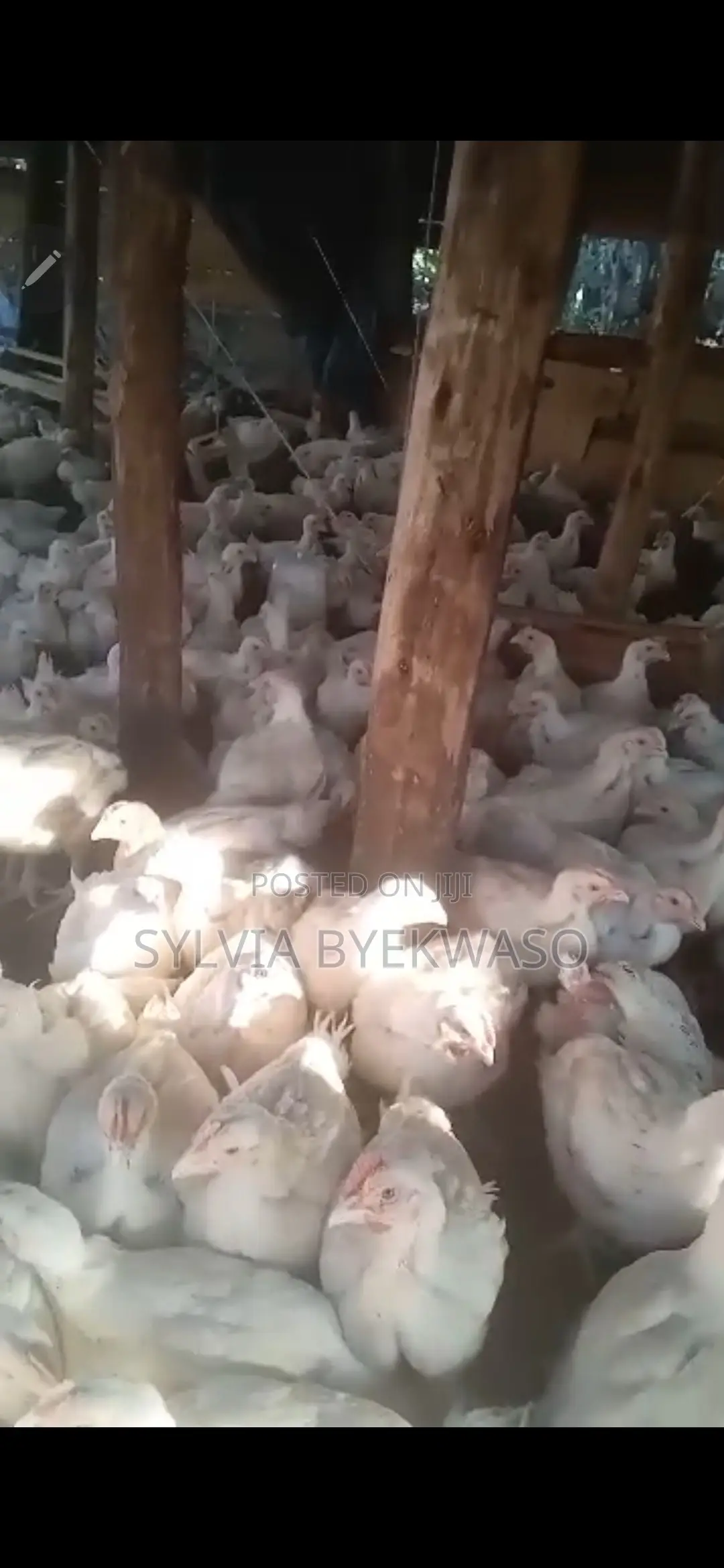 Quick Sale:500 Mature Broilers at Bombo 20mile