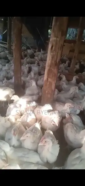 Quick Sale:500 Mature Broilers at Bombo 20mile